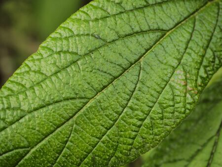 Beautiful nature presenting itself with a beautiful color, structure and pattern of this green leaf