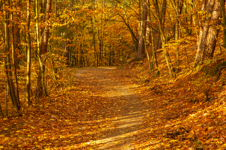 Forest path in autumn colors in the Tricity Landscape Park, Gdansk, Polandの写真素材