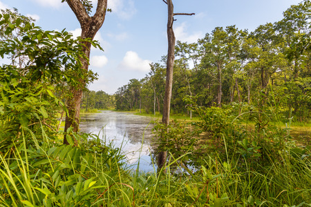 Beautiful view inside of the forest in the Royal Chitwan National Park, Nepal. The park is 932 sq....