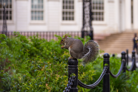 Portrait of squirrel in the New York park, NYC, USA.の写真素材
