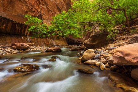 Trees in the Virgin Narrows River in Zion National Park. The most popular and scenery trail in Zion. Utah, USAの写真素材