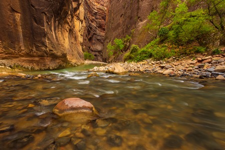 Trees in the Virgin Narrows River in Zion National Park. The most popular and scenery trail in Zion. Utah, USAの写真素材