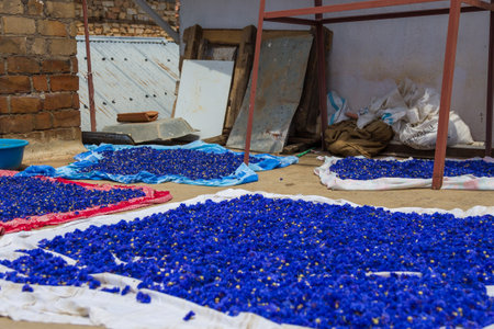 Drying cornflowers on the streets of the old village.