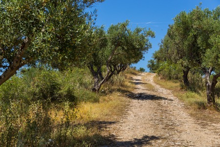 Olives grove located in southern Albania, in the Butrint areaの写真素材