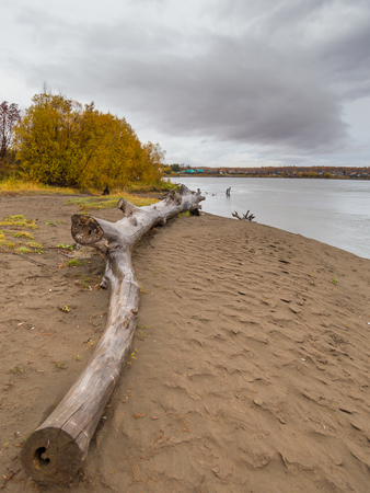 Bank of the Kamchatka River in Kozyriewsk village. Log wood on the beach, the forest in autumn colors, Kamchatka Peninsula, Russia.の写真素材