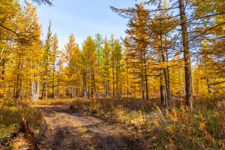 Forest in autumn colors on the Kamchatka Peninsula. Birch trees and other tress with yellow leaves, a cloudy sky, Milkovsky District, Russia.の写真素材