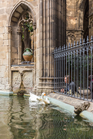 Barcelona, Spain- 09 November 2014: Garden and pond in Atrium of the Santa Eulalia Barcelona Cathedral. Geese swimming on the water.のeditorial素材