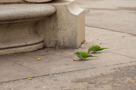 Rose-ringed parakeet eating fruits on the Plaza de Joan Fiveller, Barcelona, Spain.の写真素材
