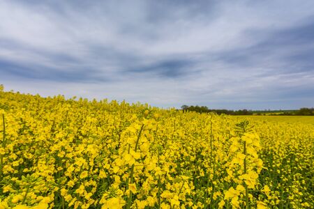 A field with beautiful rape blossoms, Krokowa, Poland.の写真素材