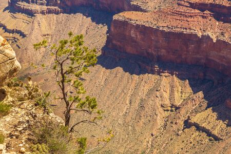 Tree on the edge of the Great Canyon Colorado, National Park, Arizona, USA.の写真素材