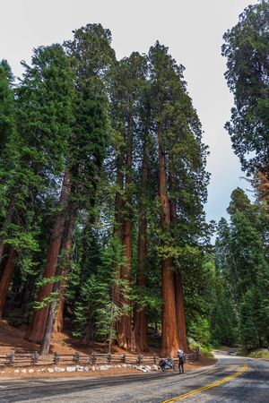 A man taking a picture of a giant redwood, sequoia growing along the Generals Highway, Kings Canyon...