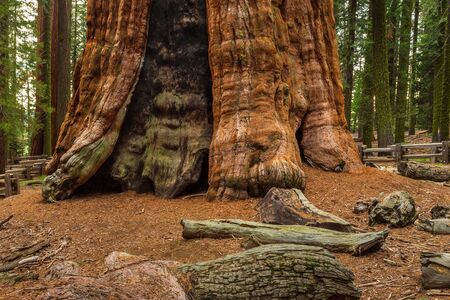 Giant redwood, sequoias located at the Sequoia National Park, California, USA.