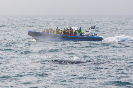 Husavik, Iceland- 25 August 2015: Boats with tourists in the Greenland Sea during whale watching.のeditorial素材