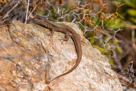 The sand lizard also known as Lacerta agilis sitting on a rock. Close up with a lizard. Thorny...