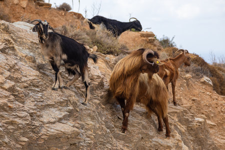Goats in the pasture of pasture in mountain, Ios Island, Greece.の写真素材
