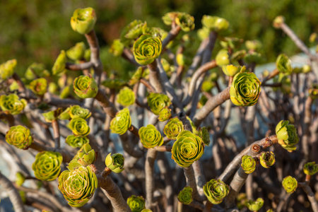 Succulent bush with rose-shaped flowers. Aeonium arboreum, the tree aeonium, Folegandros Island, Greece.の写真素材
