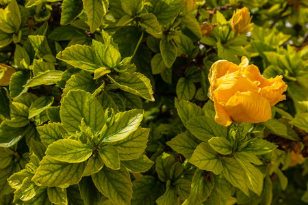 Buds of yellow roses on the bushes. Natural environment. Folegandros Island, Greece.の写真素材