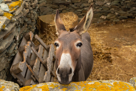 Cute donkey look out from a stone wall typical of the Folegandros Island countryside, Cyclades...
