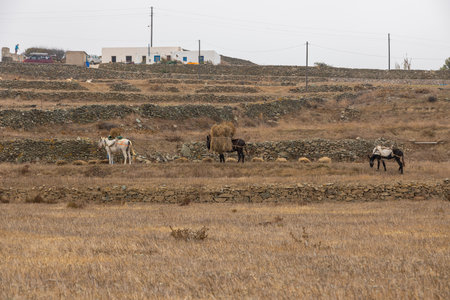 Folegandros Island, Greece - 24 September 2020: Harnessed donkeys. Buildings and cars in the background.のeditorial素材