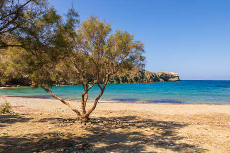 View of the coast. Tree on the Agios Georgios beach of the island of Folegandros. Aegean Sea, Cyclades Archipelago, Greece.の写真素材