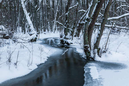 Stream in the forest in winter. Trees under the snow. Barniewice, Poland.の写真素材