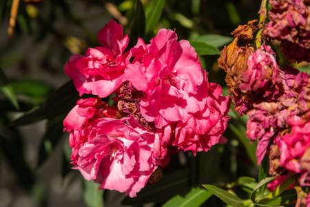 Bougainvillea branch with pink small flowers. Natural environment. Paros Island, Greece.
