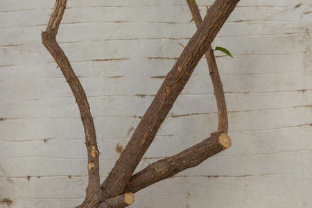 View of the tree against the white facade of the building. Parikia, Paros Island, Greece.の写真素材