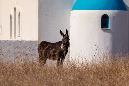 A donkey in the pasture. White building in the background. Paros Island, Greece.の写真素材