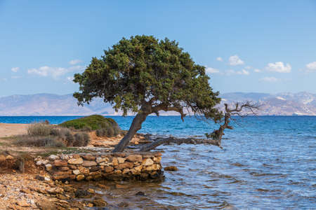 Dwarf tree on the coast of the island of Paros. View of the Aegean Sea. Cyclades Archipelago, Greece.の写真素材