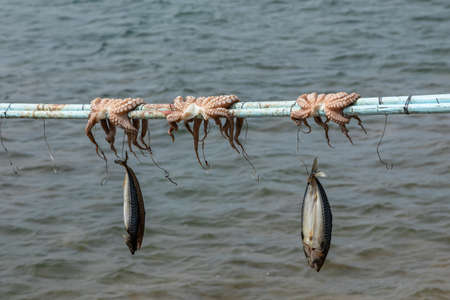 Octopus and mackerel hanging up on a stick to dry at the quay on Antiparos Island, Greece.の写真素材