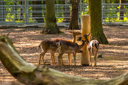 Roe deer in a mini ZOO in the park next to the castle in Goluchow. Great Poland.の写真素材
