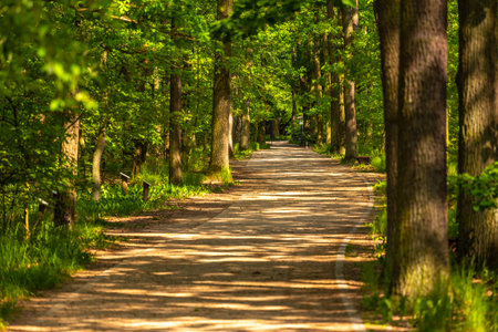 Paths in the park around the castle in Goluchow, Great Poland.のeditorial素材