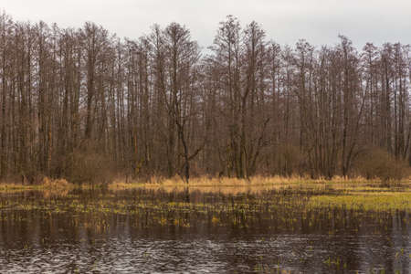 Swamps in the Kampinos National Park. Misty winter day. Masovian Voivodeship, Poland.