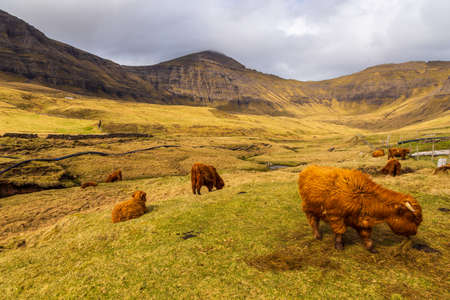 The Highland, Scottish breed of rustic cattle grazing in a meadow on Vagar island. Gasadalur, Faroe Islands.の写真素材