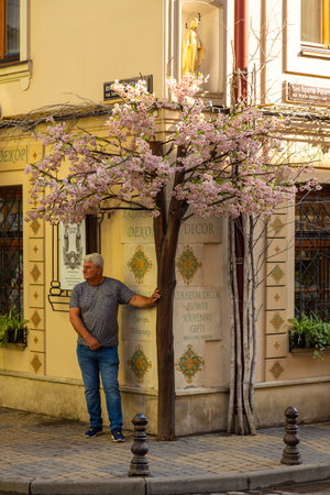 Lviv, Ukraine - 08 June 2018: Traditional buildings in a cobblestone street in historical Old town of Lviv. Beautiful blooming flowers and blooming Japanese cherry.のeditorial素材