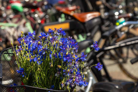 Blue cornflowers in a bicycle basket. Bicycles in the background. Lviv, Ukraine.の写真素材