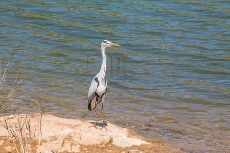 Wild gray heron standing at the shore of Oanob Lake in Namibia. Water in background.の写真素材
