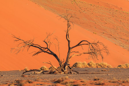 The famous dune 45. The southern part of the Namib Desert in the Namib-Naukluft National Park of Namibia. Tree in front of.の写真素材