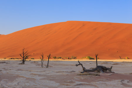 Deadvlei, white clay pan located inside the Namib-Naukluft Park in Namibia. Dead Vachellia erioloba. Colorful dunes in the background.の写真素材