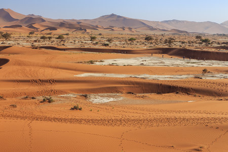 Amazing View from the dune to the salt pan of Sossusvlei. Namib Naukluft National Park. Sand dunes in the pan of Sossusvlei. Sunrise. Namibia. Africa.の写真素材