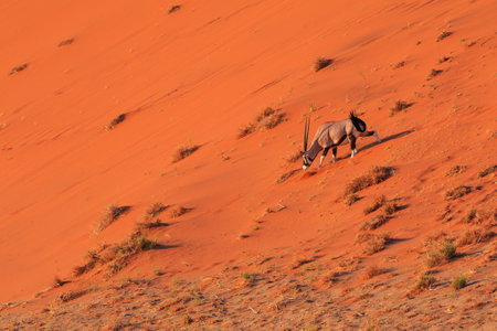 Oryx, large antelope, on the dune escarpment in the Namib Desert in the Namib-Naukluft National Park of Namibia.の写真素材