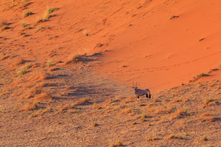 Oryx, large antelope, on the dune escarpment in the Namib Desert in the Namib-Naukluft National Park...