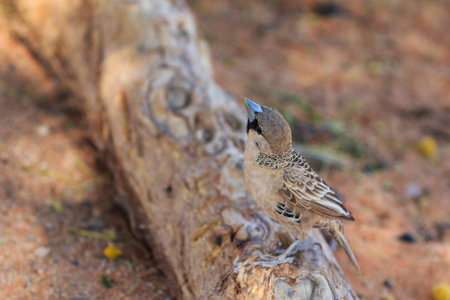 The sociable weaver, a species of bird in the weaver family that is endemic to southern Africa. Sossusvlei, Namibia.の写真素材