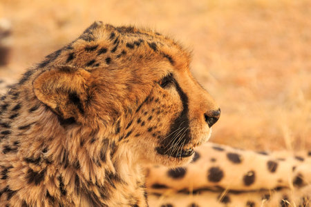 Cheetahs in the Namibian savannah. The fastest cats in the world. Close-up. Solitaire, Namibia,...
