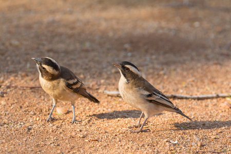 The sparrow-weaver, birds in the family Ploceidae. Small african bird. Solitaire, Namibia, South Africa.の写真素材