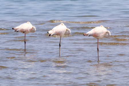 African coast of the Atlantic. Colony of pink flamingos. Interesting birdwatching. Gorgeous Namibian resort of Swakopmund.の写真素材