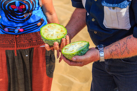 Sandwich Harbor, Namibia - October 03, 2018: African horned cucumber, kiwano. an annual vine in the cucumber and melon family, traditional food plant in Africa.のeditorial素材