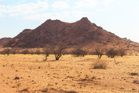 Namibian landscape, red ground and African vegetation around. Damaraland, homelands in South West...