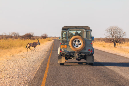 Etosha National Park, Namibia - October 05, 2018: Typical 4x4 car in Namibia. Namibian wilderness. Oryx antelope by the road.のeditorial素材