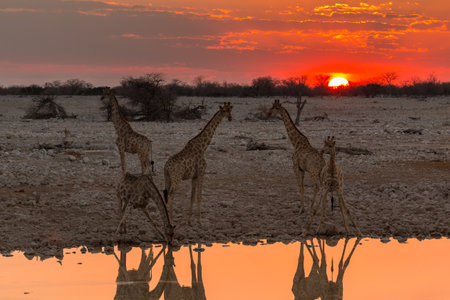 Giraffe stands by the pond. Beautiful sunset in Etosha National Park in Namibia.の写真素材
